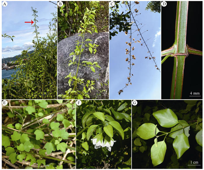 Phát hiện một chi thực vật mới đặc hữu ở vùng Duyên hải Nam Trung Bộ